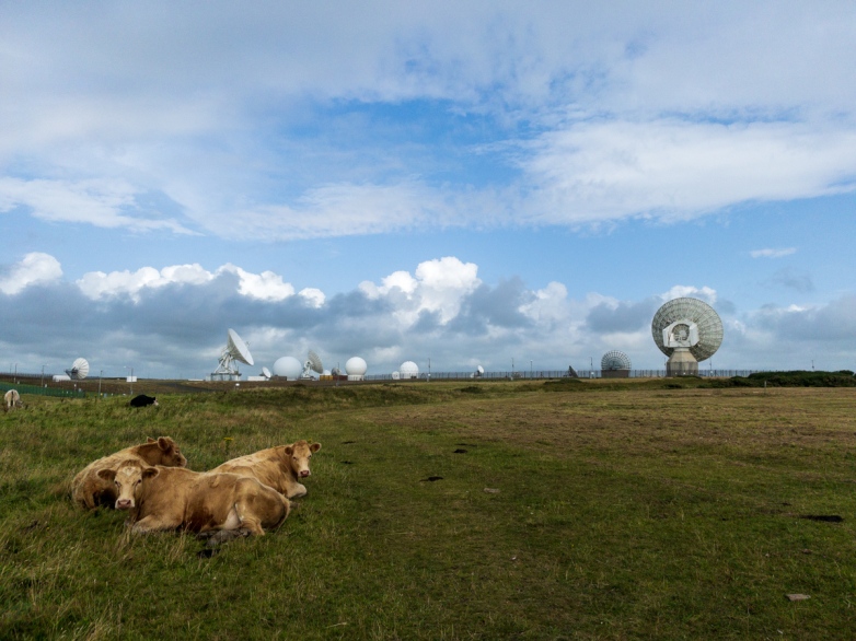 GCHQ Bude.  And some cows.